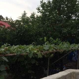 Гостевой дом Batumi Guesthouse 28a Батуми Стандартный двухместный номер с 2 отдельными кроватями и видом на сад-13